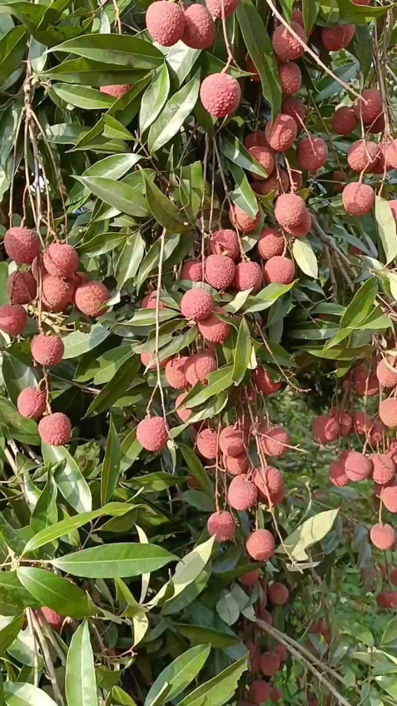各种荔枝