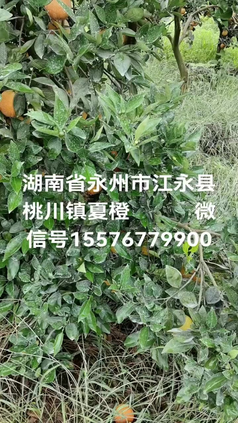 自家果园，夏橙