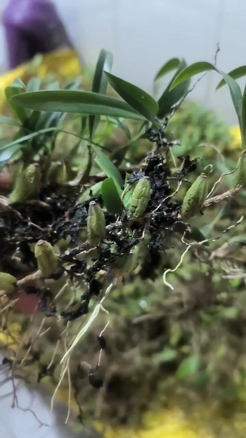 石橄榄