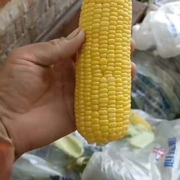 水果玉米黄，花，白水果玉米大量上市中