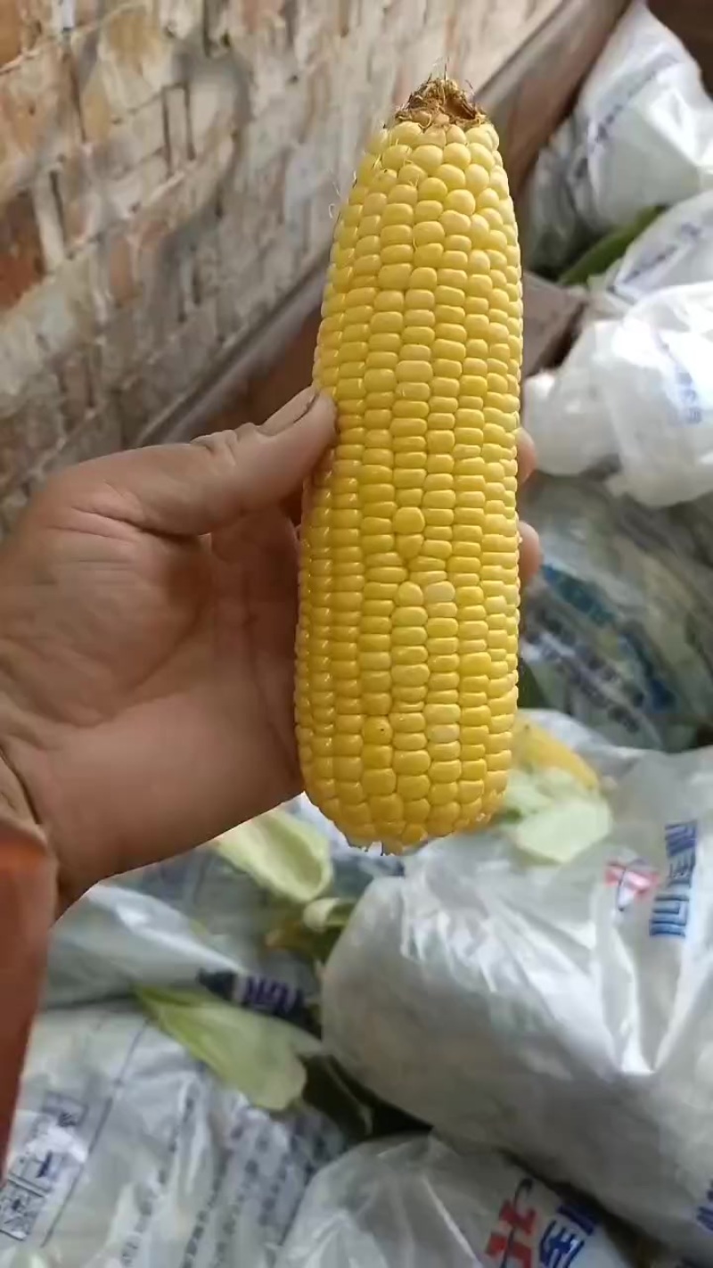 水果玉米黄，花，白水果玉米大量上市中