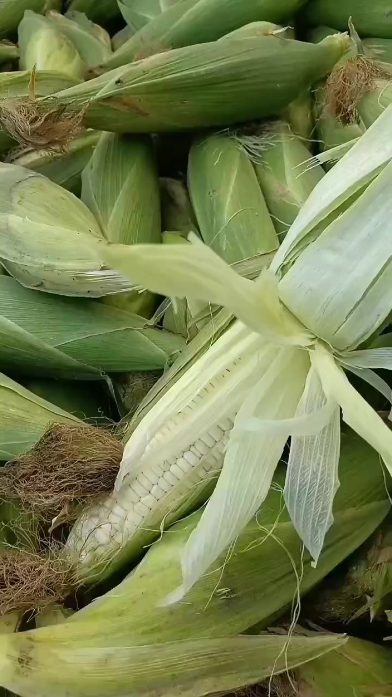 水果玉米黄，花，白水果玉米大量上市中