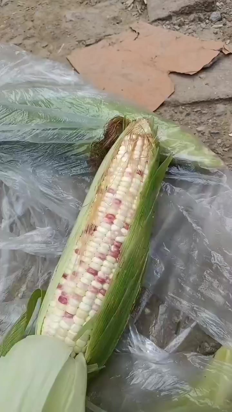 水果玉米黄，花，白水果玉米大量上市中