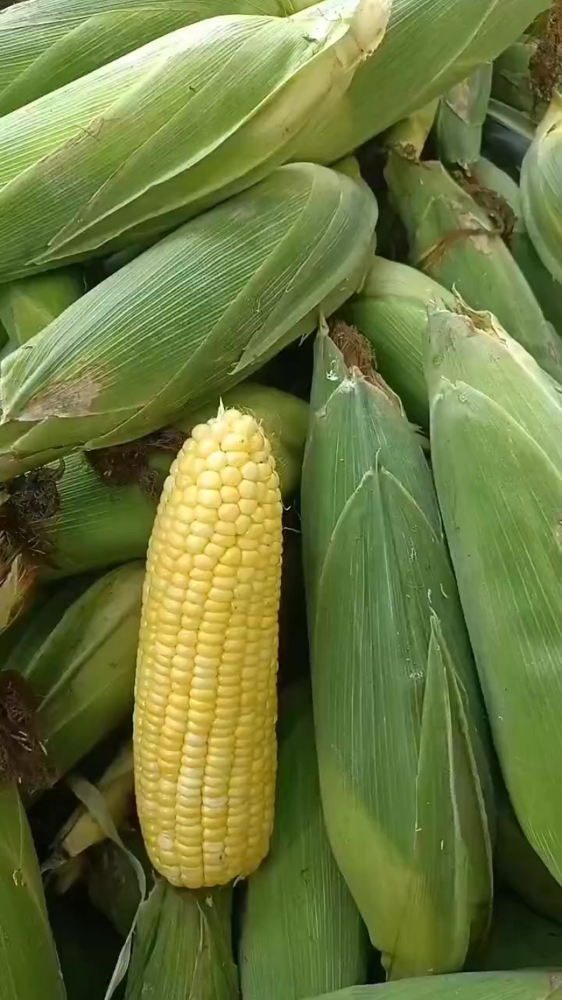 水果玉米黄，花，白水果玉米大量上市中