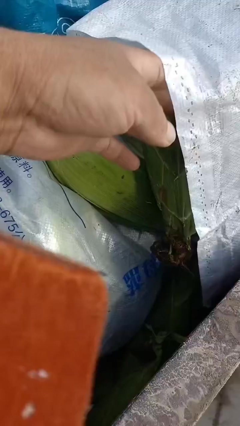 水果玉米黄，花，白水果玉米大量上市中