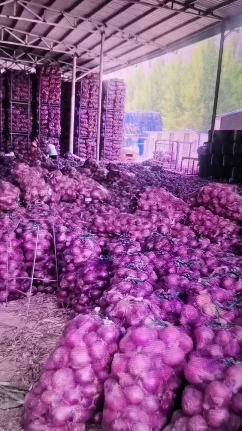 开封通许洋葱