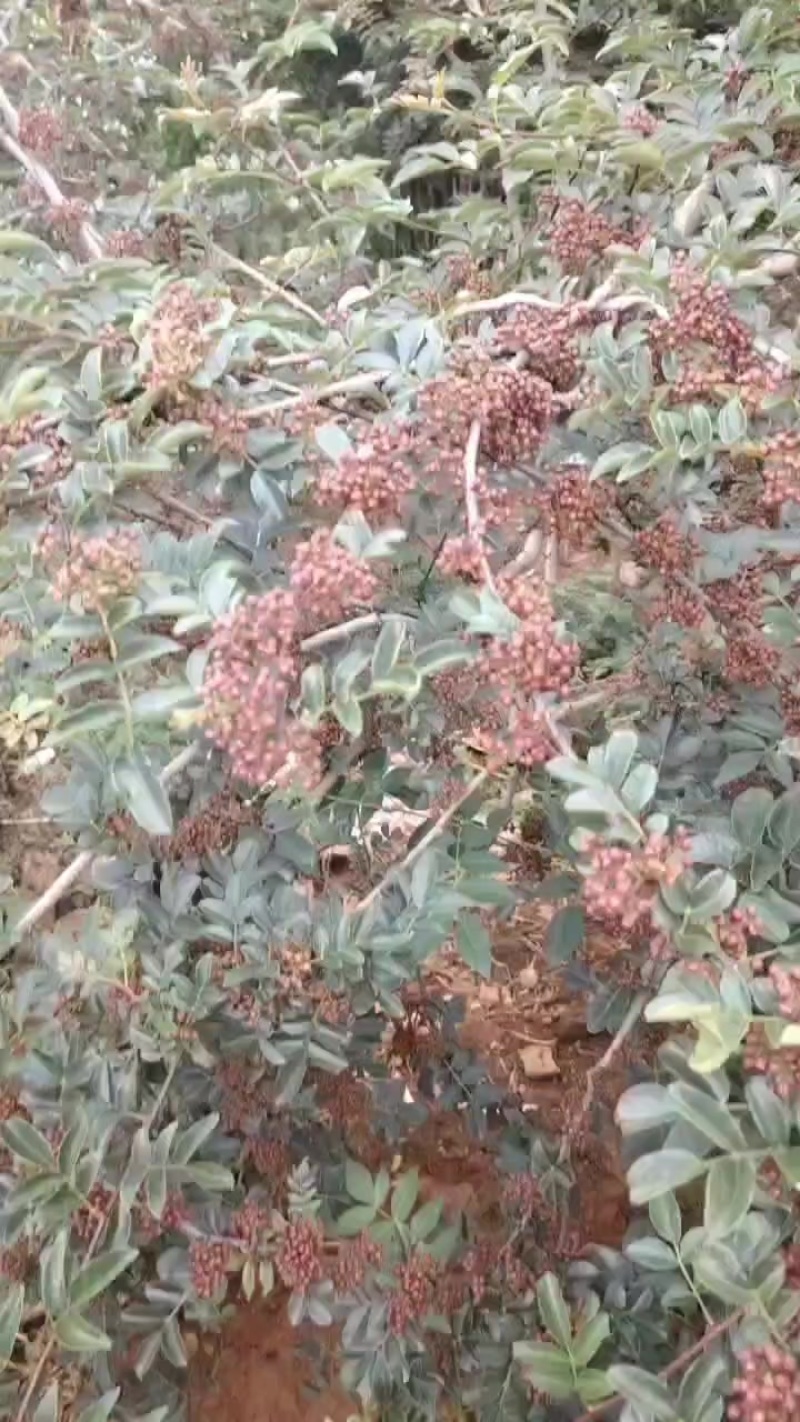 四川省凉山州花椒