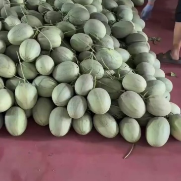 哈密瓜