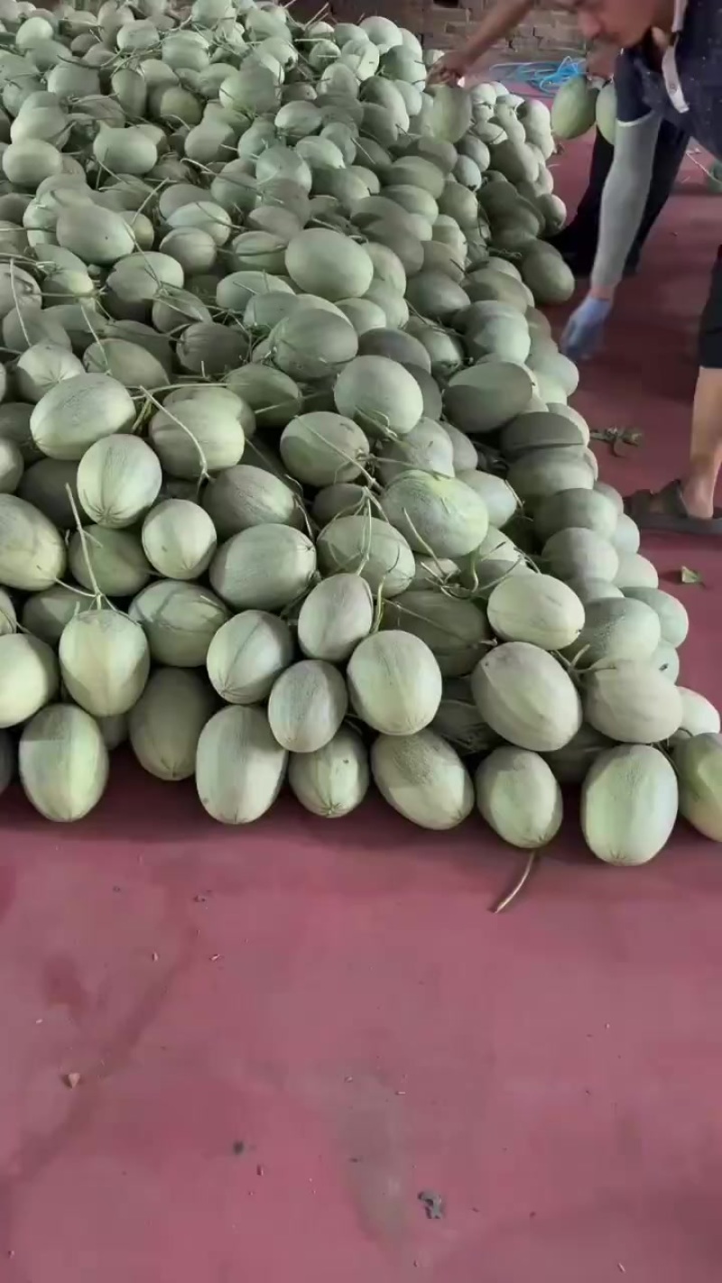 哈密瓜