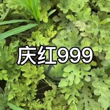 熟度好，口感甜