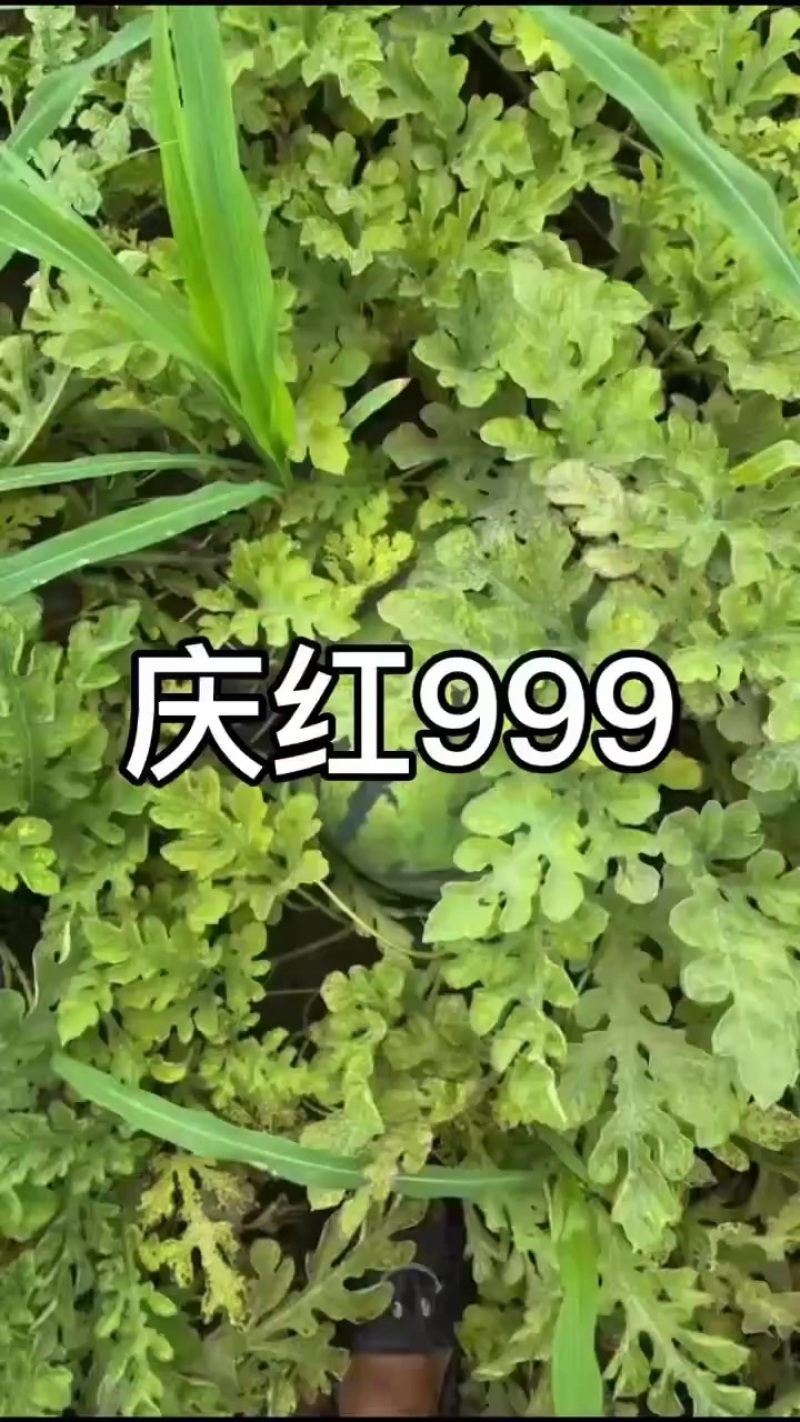 熟度好，口感甜