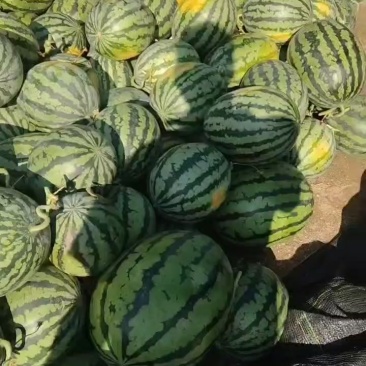 辽宁盖县精品瓜蒌上市了