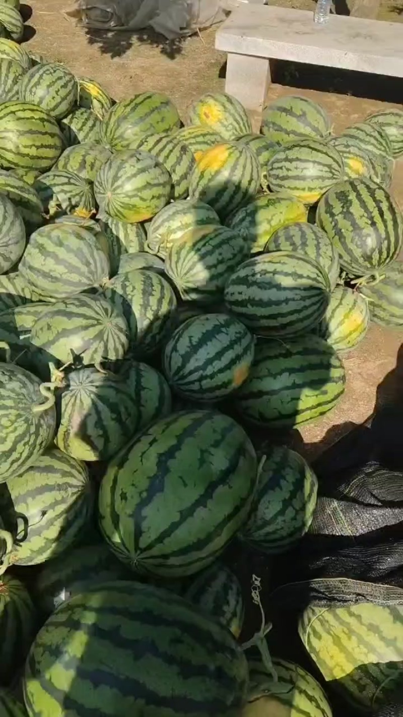 辽宁盖县精品瓜蒌上市了