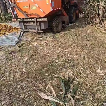 玉米收农机