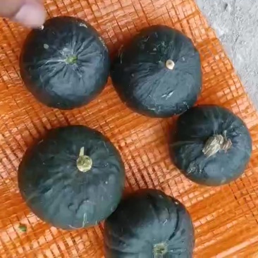 贝贝南瓜