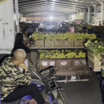 鲜花丝瓜货量大的惊人什么品质都有价钱低