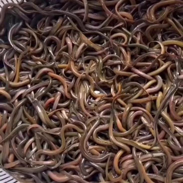 精品黄鳝苗批发开口苗