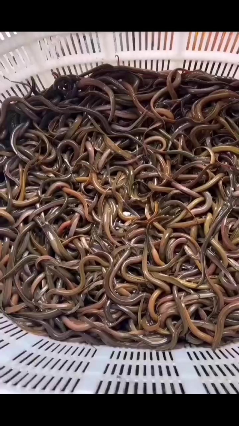 精品黄鳝苗批发开口苗