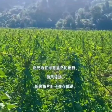 原生态。豇豆，量大可商量