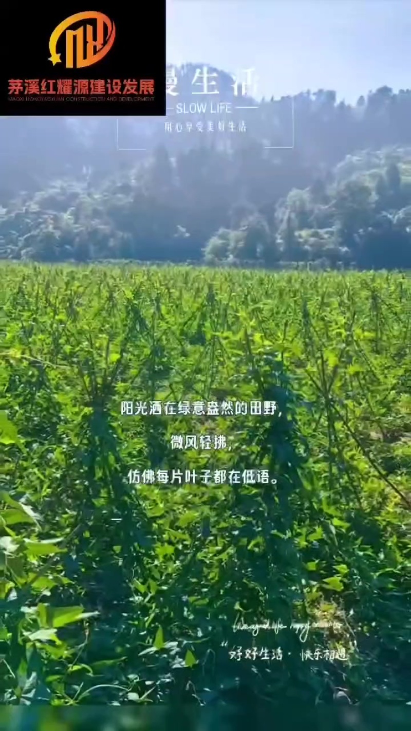 原生态。豇豆，量大可商量