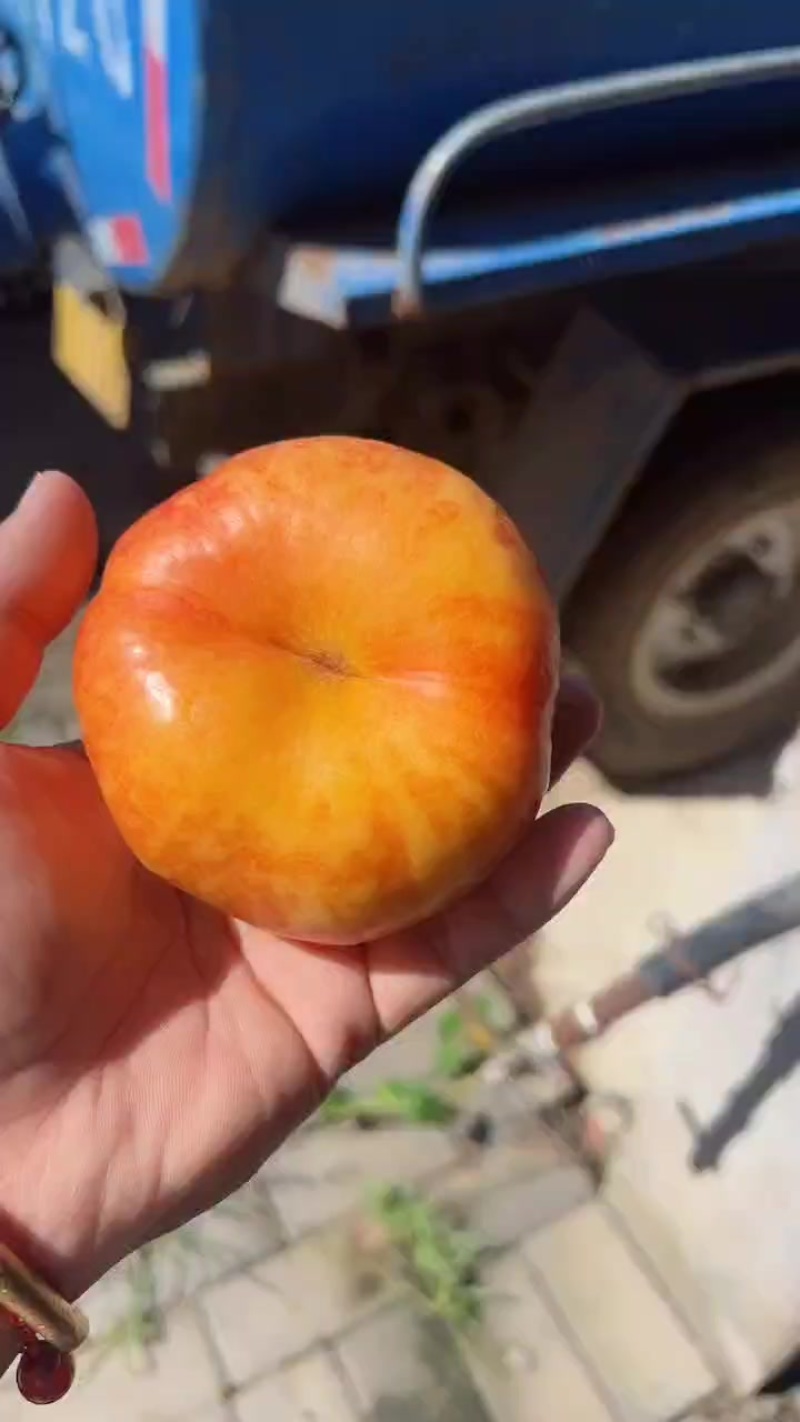 油蟠桃