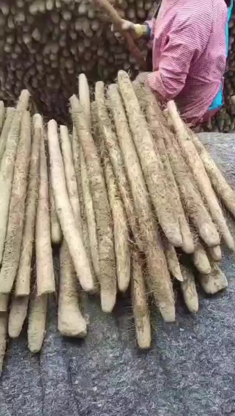 新疆白玉，货在山东单县冷库