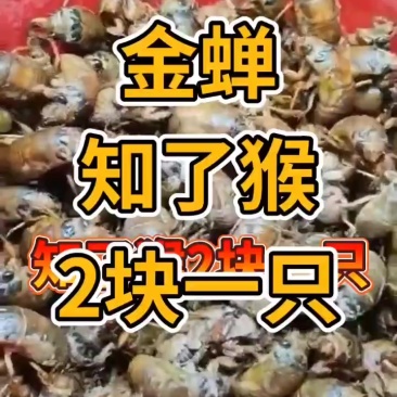 野生大个体知了
