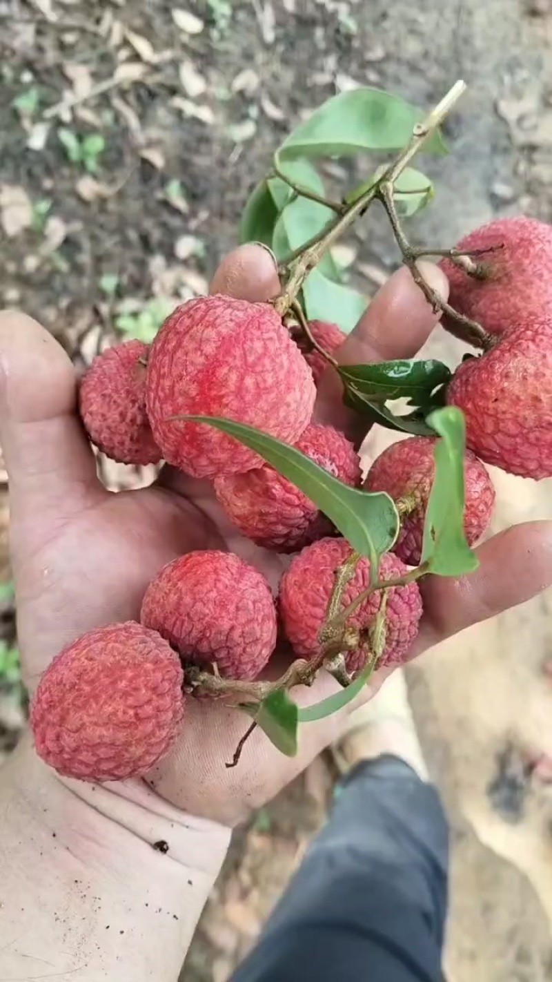 广西桂平麻垌荔枝