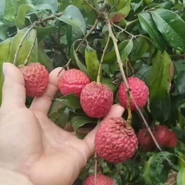 广西桂平麻垌荔枝