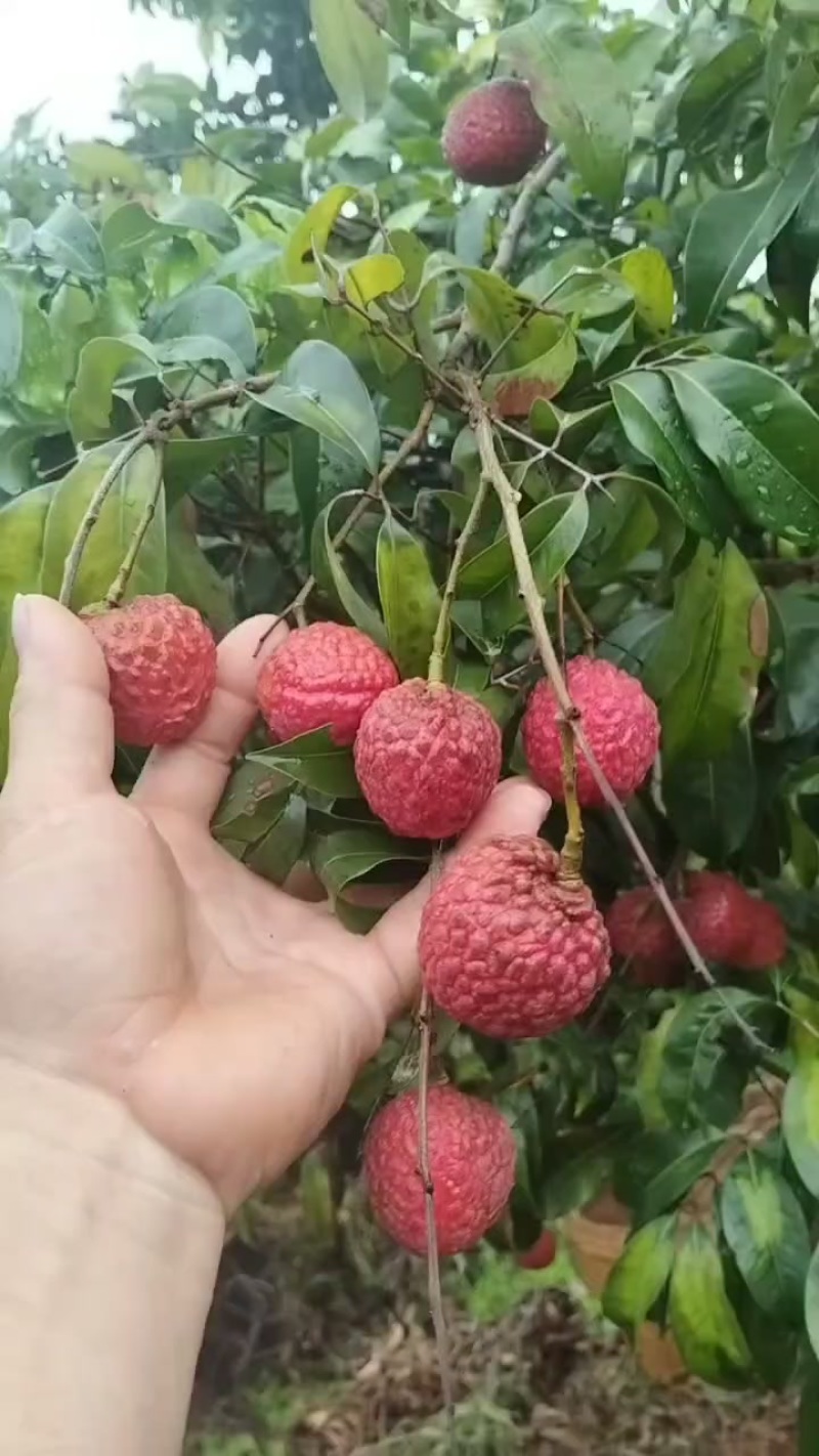 广西桂平麻垌荔枝