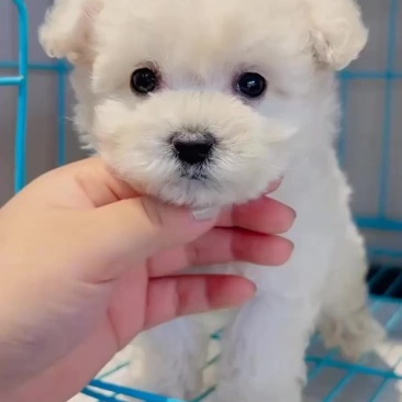 博美犬，疫苗驱虫齐全