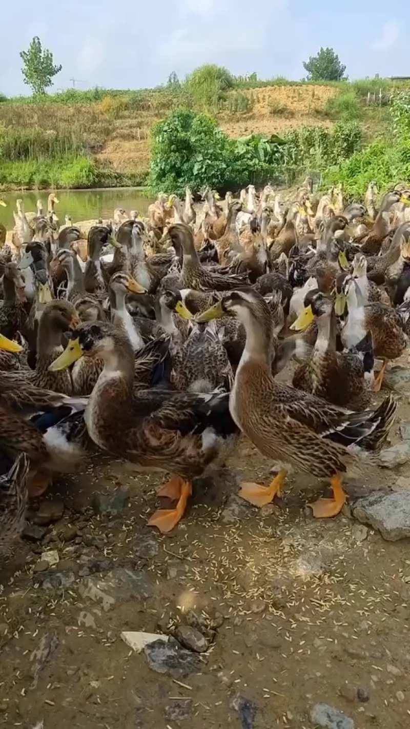 自家的鸭子