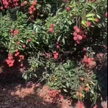 荔枝