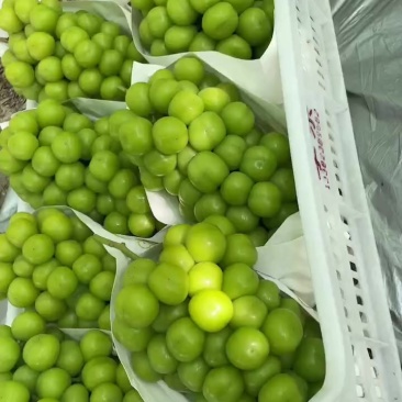浙江精品葡萄