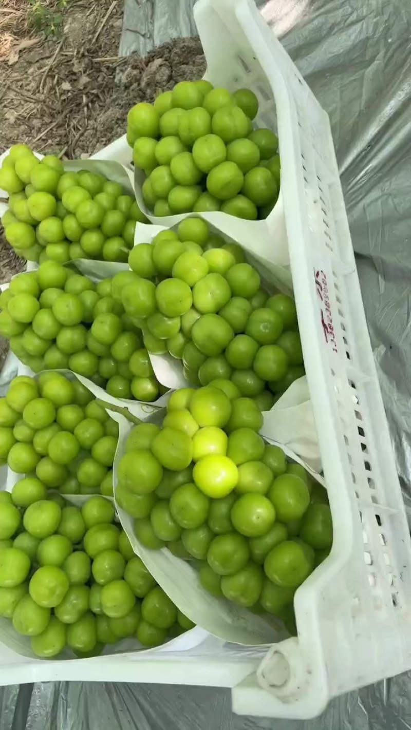 浙江精品葡萄