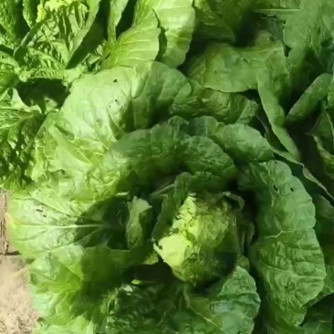 玲珑黄大白菜