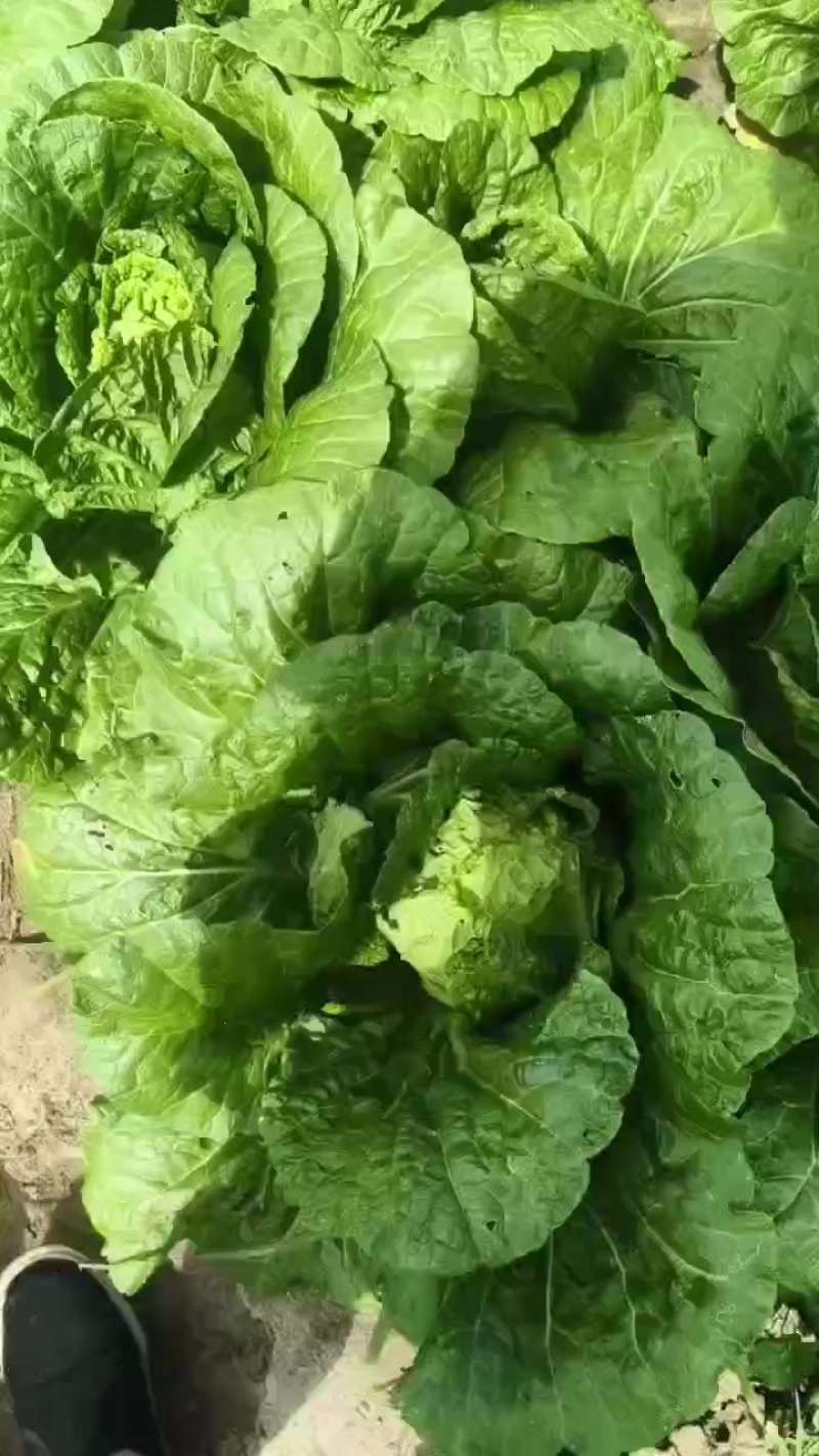 玲珑黄大白菜