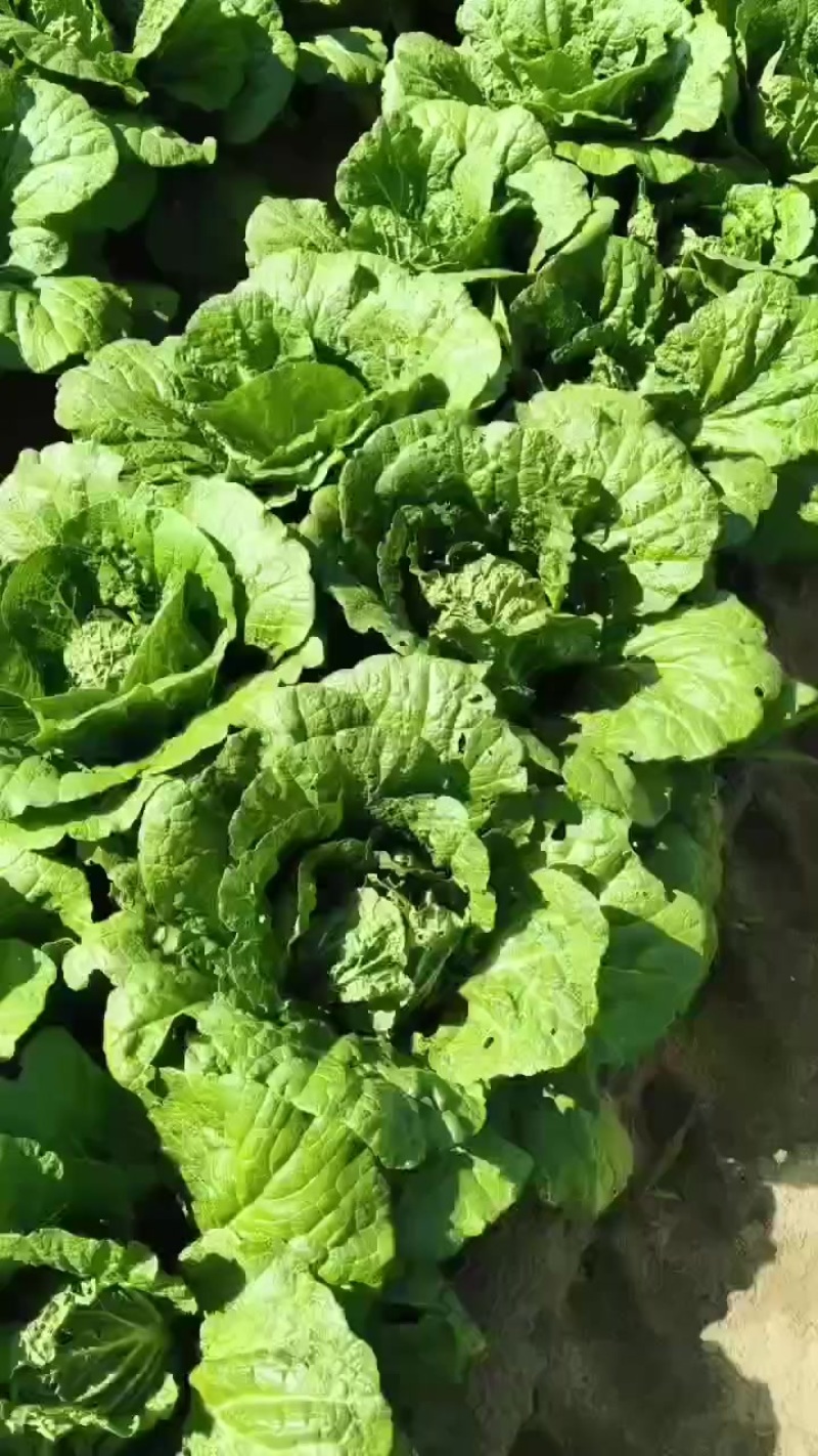 玲珑黄大白菜