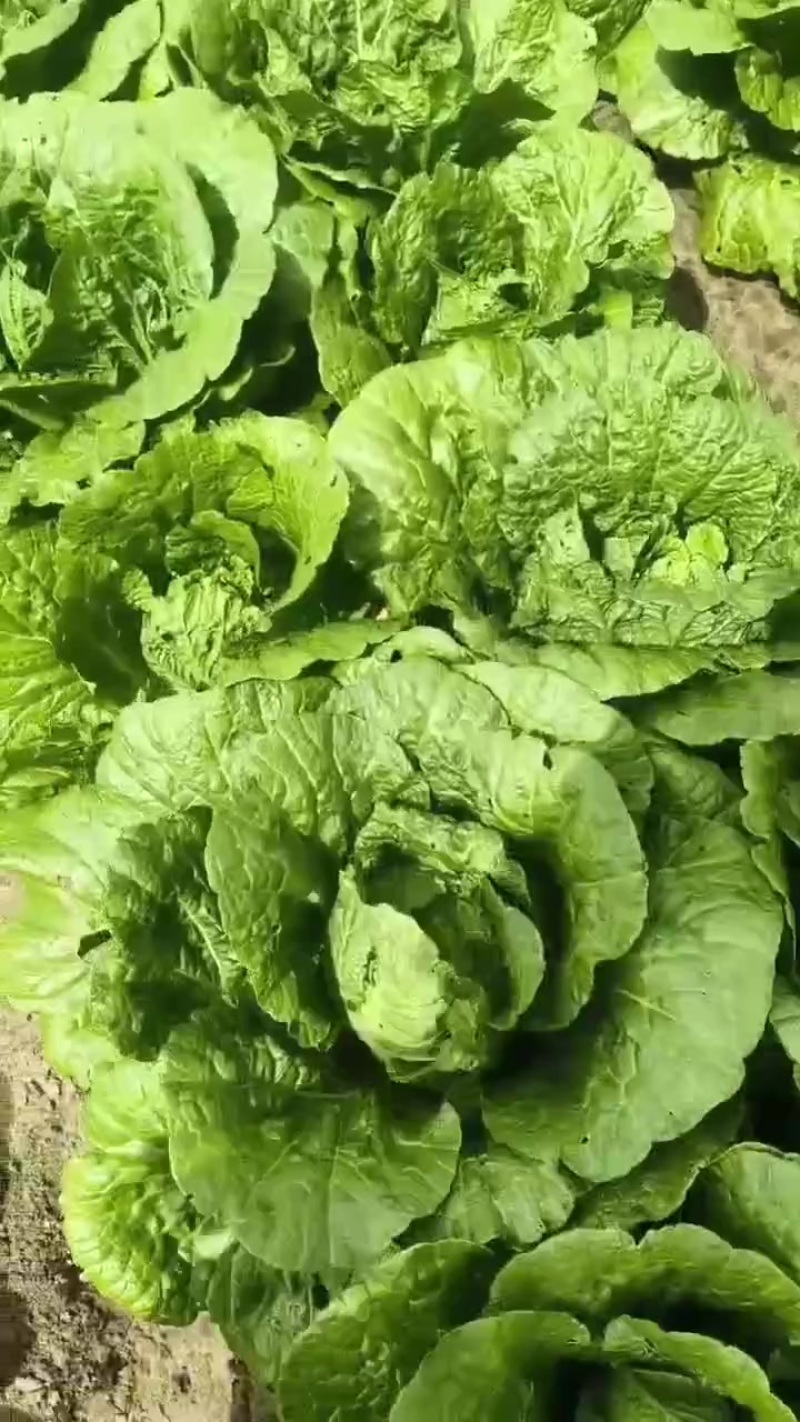 玲珑黄大白菜
