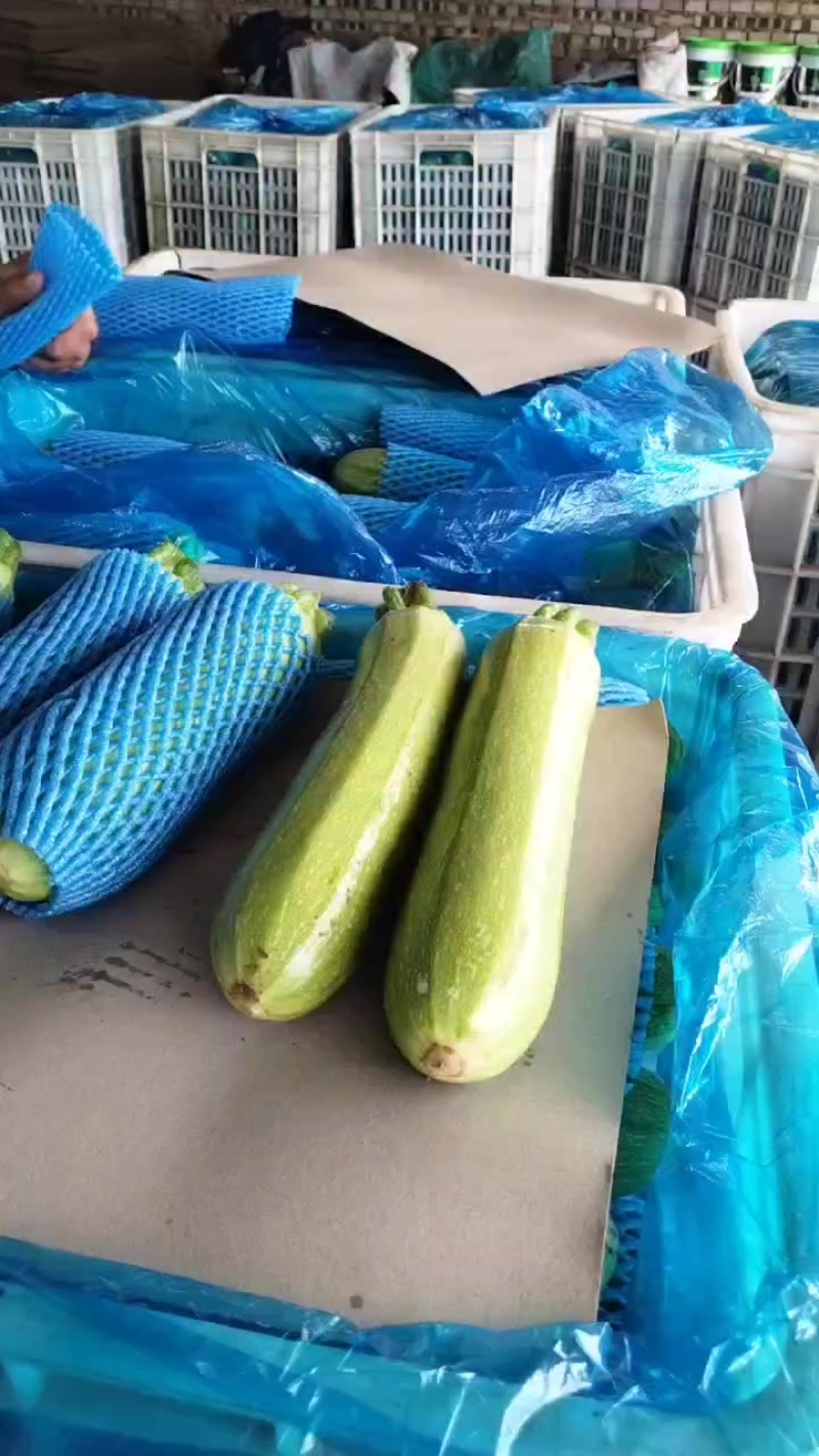 河北张家口西葫芦