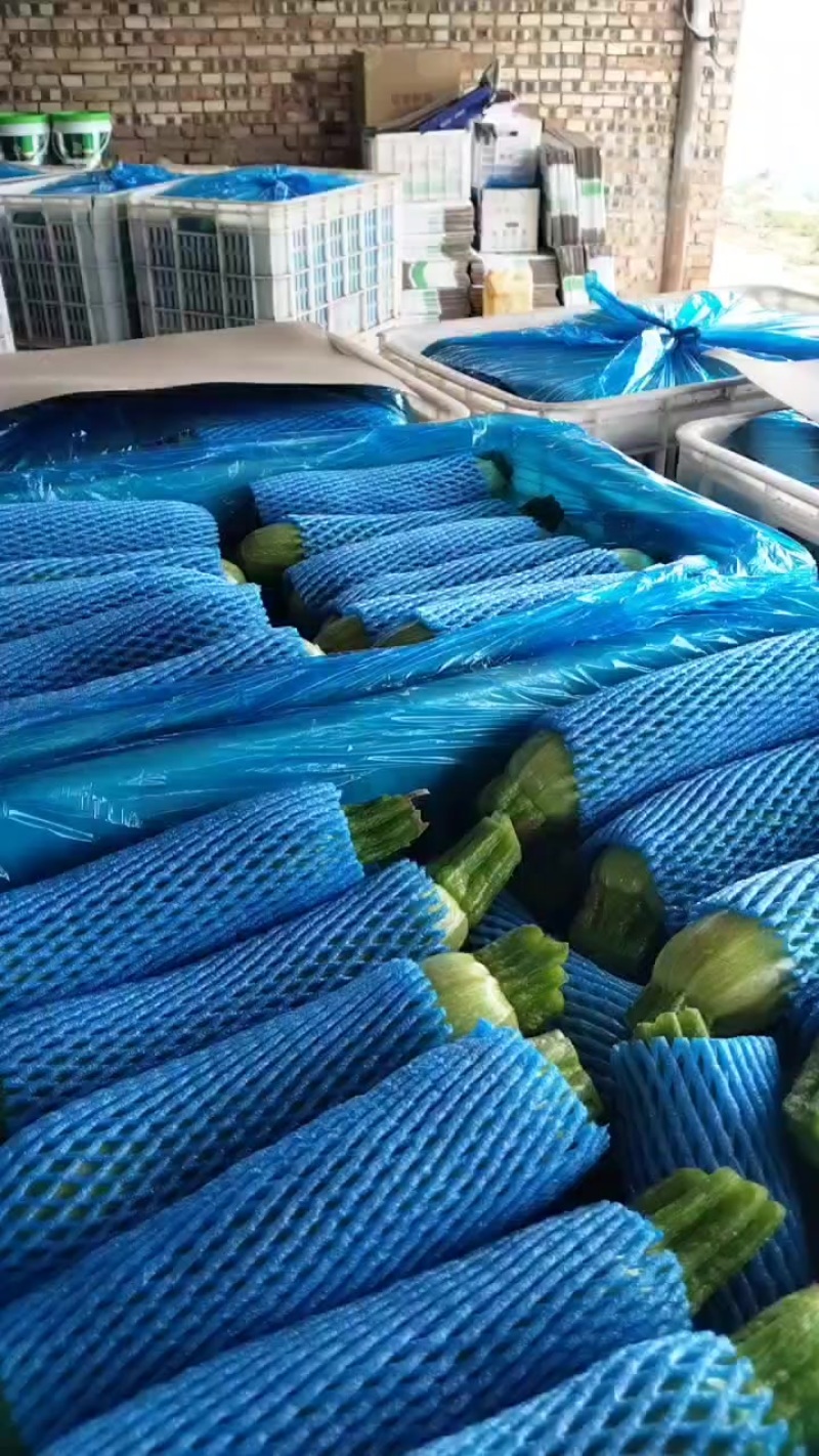 河北张家口西葫芦