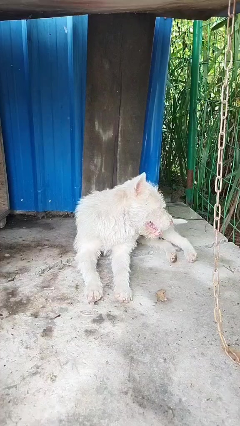下司犬