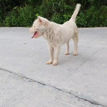 下司犬