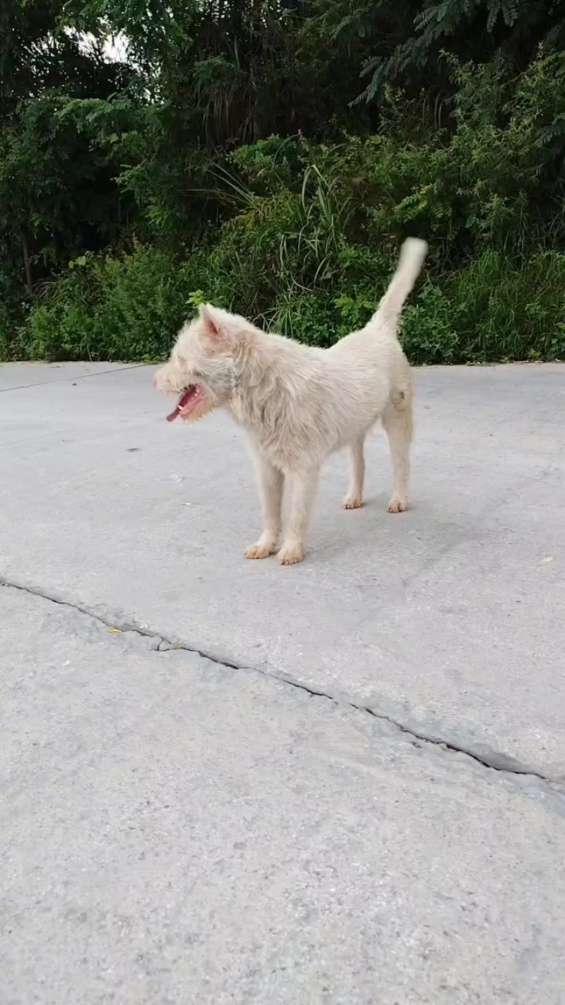 下司犬