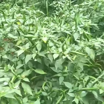 云南椒中玉青红小米辣
