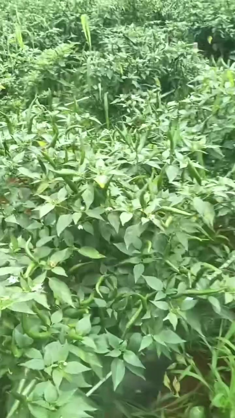 云南椒中玉青红小米辣