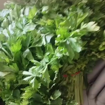 芹菜