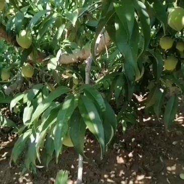 山东朱砂桃货源