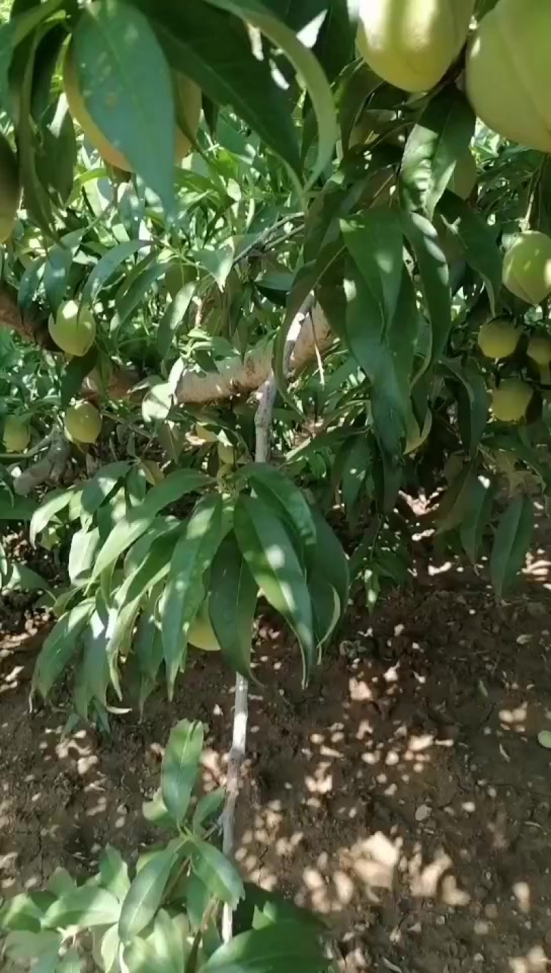 山东朱砂桃货源