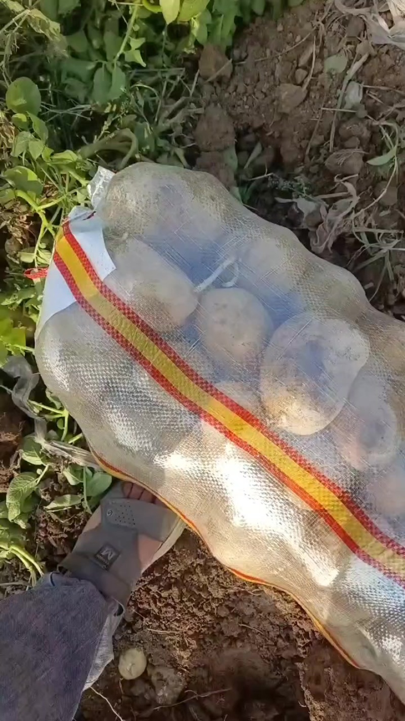沃土黄心土豆需要的联系价格电话联系